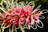 Grevillea flower 2