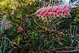Grevillea with seed pods and flowers
