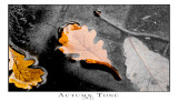 Autumn Tone #2