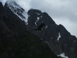 A Sea Eagle flying across background of Norwegian mountains