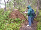 Inari, Norway. Inspecting an anthill