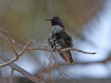 Costas Hummingbird