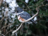 Belted Kingfisher