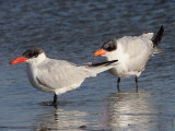 Caspian Tern