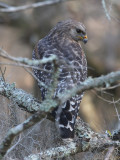 Red-shouldered Hawk
