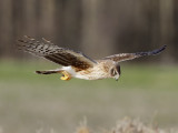 Northern Harrier