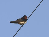 Barn Swallow