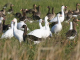 Rosss, Snow, & White-fronted Geese