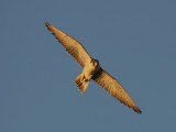 Peregrine Falcon