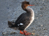 Red-breasted Merganser