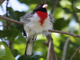 Rose-breasted Grosbeak