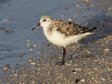 Sanderling