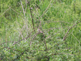 Clay-colored Sparrow