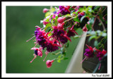 Fuschia2