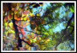 Nature Reflection Painting 5