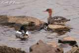 Red Breasted Mergansers