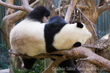 SAN_DIEGO_ZOO_8462.jpg