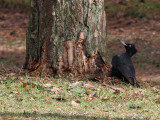 Black Woodpecker - Zwarte Specht - Dryocopus martius