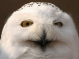 Snowy Owl - Sneeuwuil - Bubo scandiacus