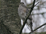 Sperwer - Sparrow Hawk - Accipiter nisus