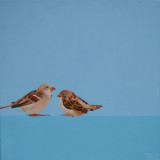 House Sparrow - Huismus