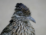 Grote Renkoekoek - Greater Roadrunner - Geococcyx californianus
