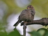 House Sparrow - Huismus - Passer Domesticus