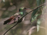 Bronze-tailed Plumeleteer - Bronsstaart-pluimkolibrie - Chalybura urochrysia