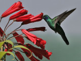 Green Violet-ear - Groene Violetoorkolibrie - Colibri thalassinus