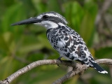 Pied Kingfisher - Bonte IJsvogel - Ceryle rudis