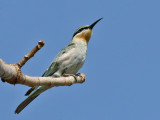 Blue-cheeked Bee-eater - Groene Bijeneter - Merops persicus