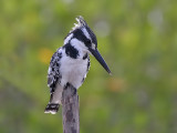 Pied Kingfisher - Bonte IJsvogel - Ceryle rudis