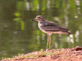 Senegal Thick knee - Senegalese Griel - Burhinus vermiculatus