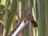 Brown Babbler - Sahelbabbelaar -  Turdoides plebejus