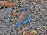 Red-cheeked Cordon-blue - Blauwfazantje - Uraeginthus bengalus