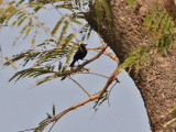 White-fronted Black Chat - Myrmecocichla albifrons - Witkapmiertapuit