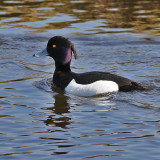 Tufted Duck - Kuifeend - Aythya fuligula