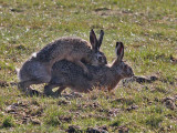 Hare - Haas - Lepus europaeus