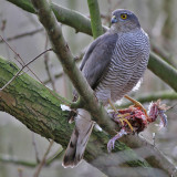 Sperwer - Sparrow Hawk - Accipiter nisus