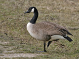 Canadese Gans - Canada goose - Branta canadensis