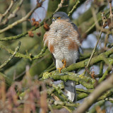 Sperwer - Sparrow Hawk - Accipiter nisus (male)