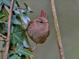 Wren - Winterkoning - Troglodytus troglodytus