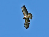 Common Buzzard - Buizerd - Buteo buteo