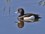 Kuifeend - Tufted Duck - Aythya fuligula (male)