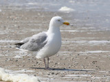 Herring Gull - Zilvermeeuw - Larus argentatus