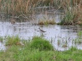 Bosruiter - Wood Sandpiper - Tringa glareola