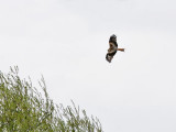 Rode Wouw - Red Kite - Milvus milvus