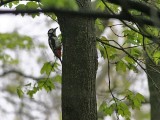 Grote BonteSpecht - Great Spotted Woodpecker - Dendrocopos major