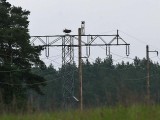 Visarend - Osprey - Pandion haliaetus