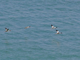 Middelste Zaagbek - Red-breasted Merganser - Mergus serrator